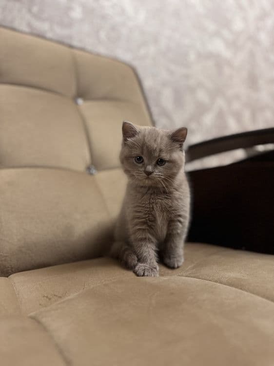 Срочно продается скоттиш страйт девочка — 1