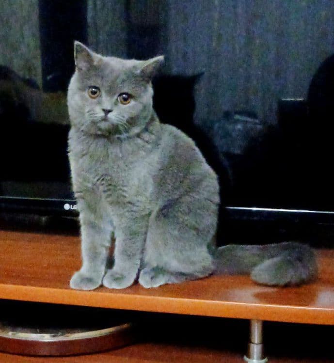Кошечка скоттиш страйт 7 месяцев — 1