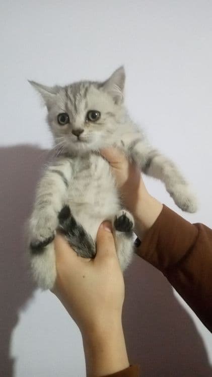 Mushuklar sotiladi shinshila tigrovniy biritanski mushuklar 4 ta — 1