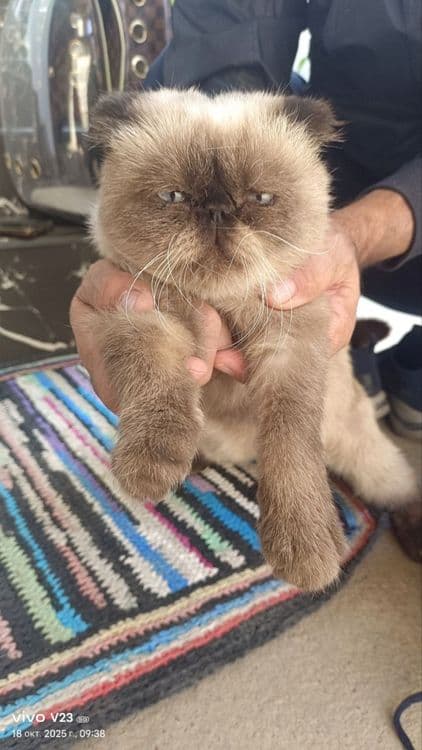 Продам своего кота — 1
