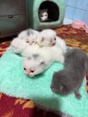 Продается кошечка и 5 котята , цена за всех