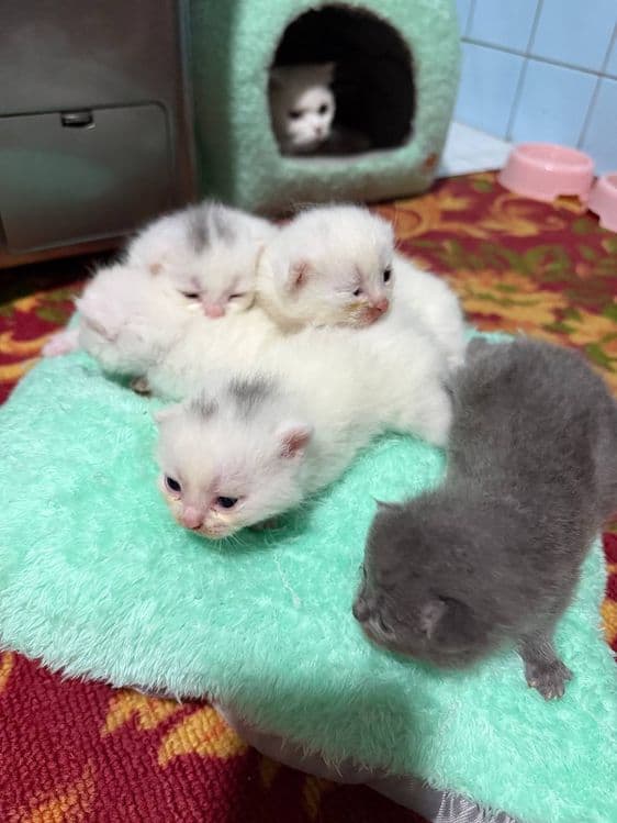 Продается кошечка и 5 котята , цена за всех — 1