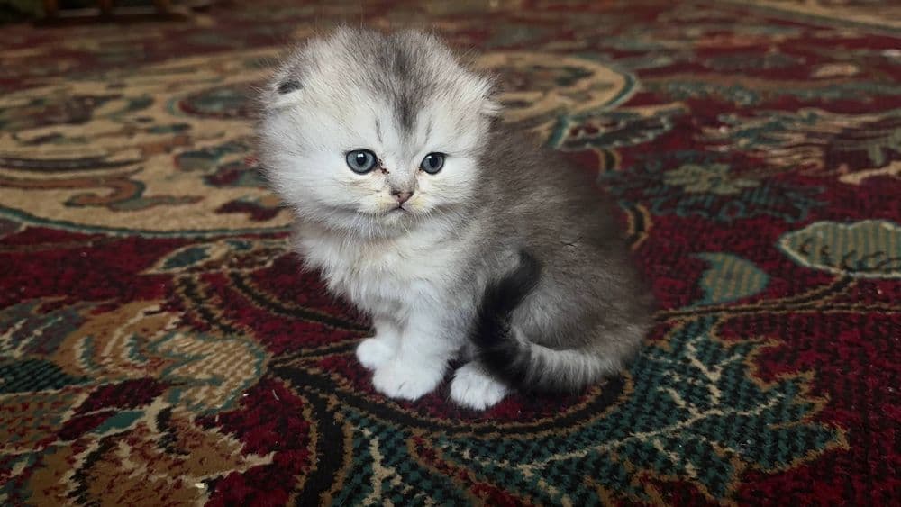Котенок породы скотиш фолд, мальчик — 1