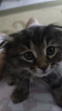Продается Котёнок Хайленд Фолд