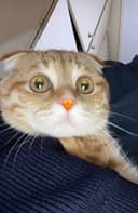 Mushuk zoti:Scottish Fold.9 oyliik