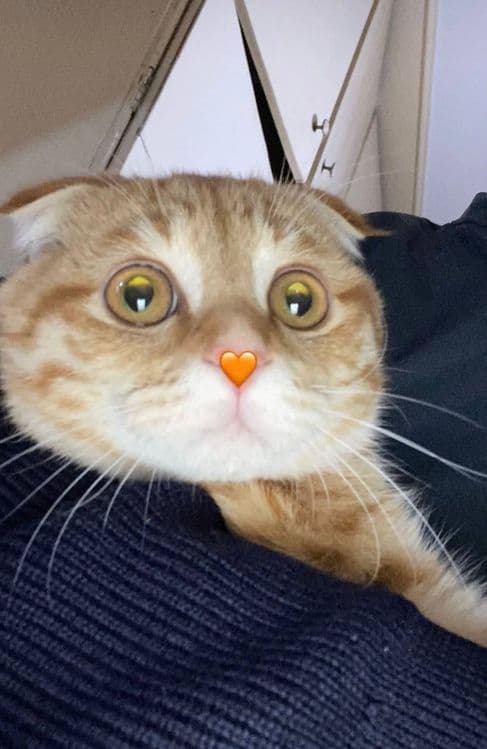 Mushuk zoti:Scottish Fold.9 oyliik — 1