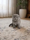 Scottish fold scottish strite скоттиш фолд скоттиш стрите