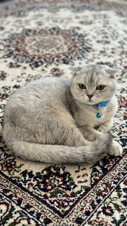 Scotish fold-Silver chinchilla mushuk srochni sotiladi — 1