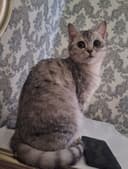 Продаётся Котёнок Британской серебристой Шиншилла.