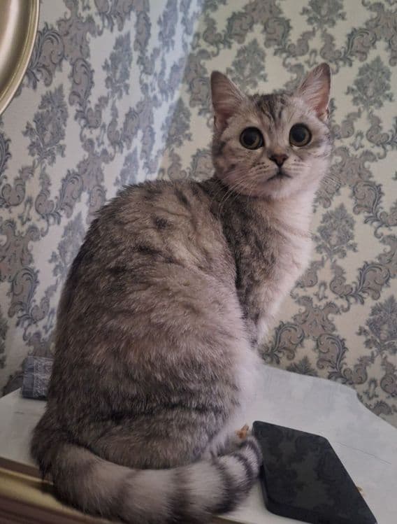Продаётся Котёнок Британской серебристой Шиншилла. — 1