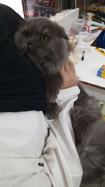 скоттиш фолд зотли мушук ками бор — 1