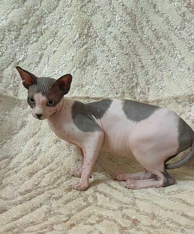 Продается кошка сфинкс — 1