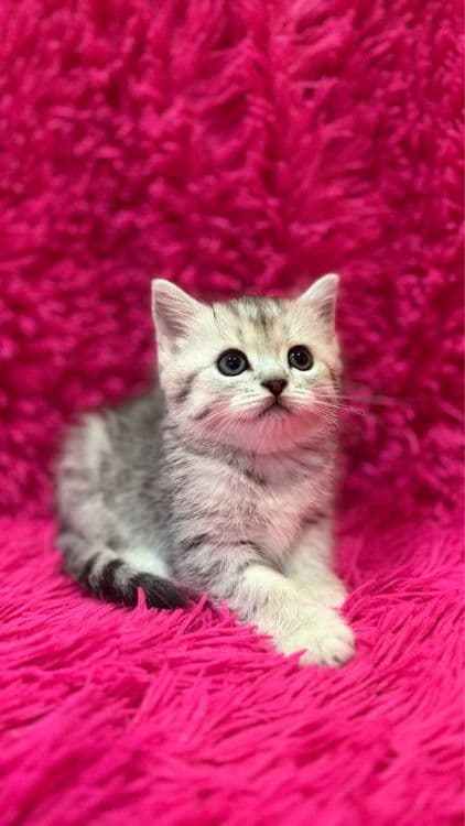 Продажа шотланских котят — 1