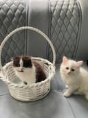 Продаются породистые котята