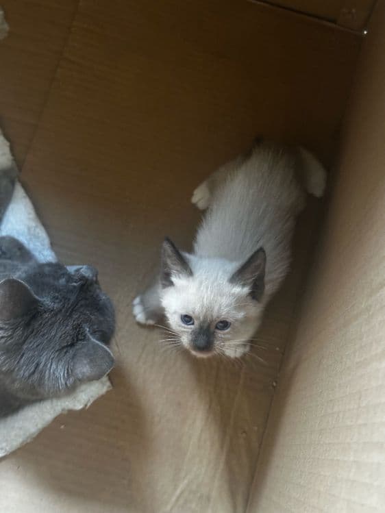 сиамская кошка пародистая цена 1 миллион — 1