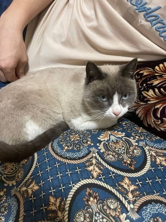 Mushuk zotli sotiladi — 1