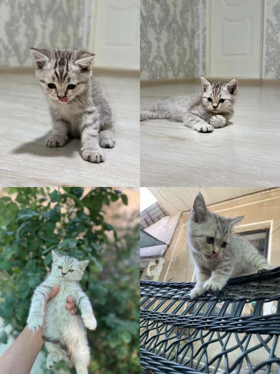 Scottish fold, strayt — 1