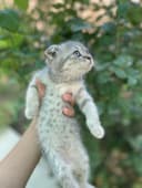 Scottish fold серебристый табби