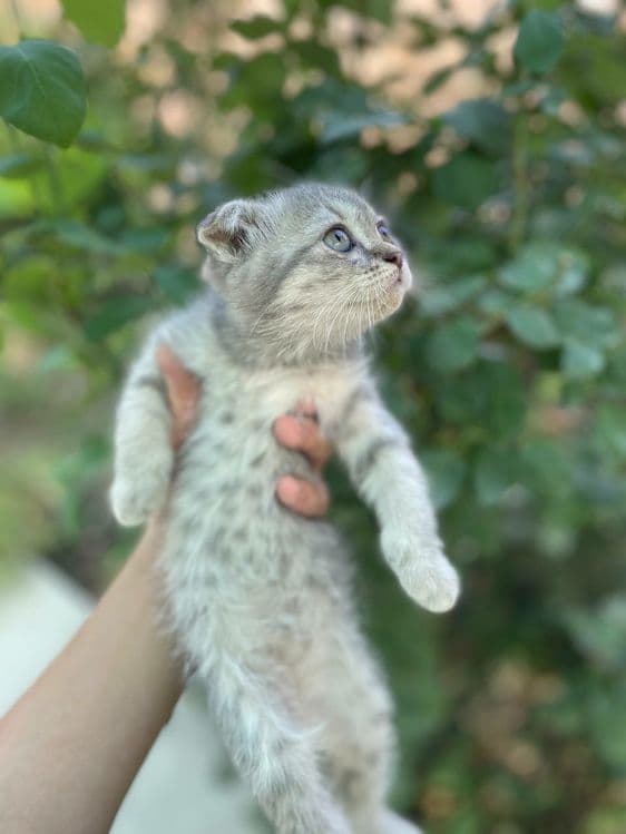 Scottish fold серебристый табби — 1