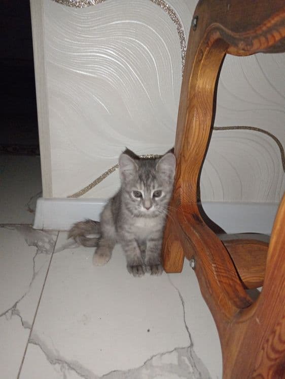 Котята Скоттиш фолд — 1