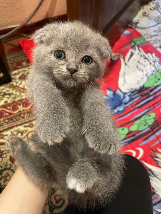 Mowuk 3 ta zotli — 1