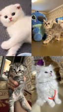 котята серебристая и шотландская