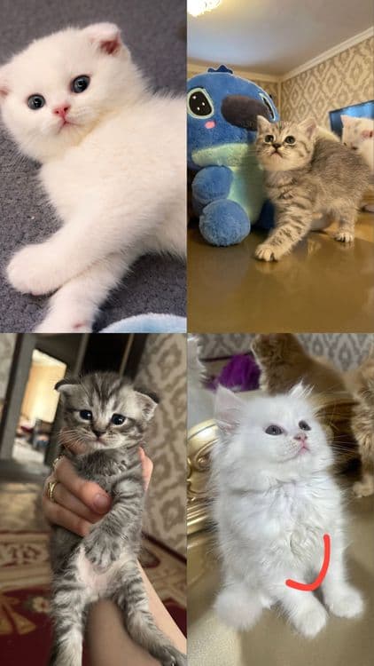 котята серебристая и шотландская — 1