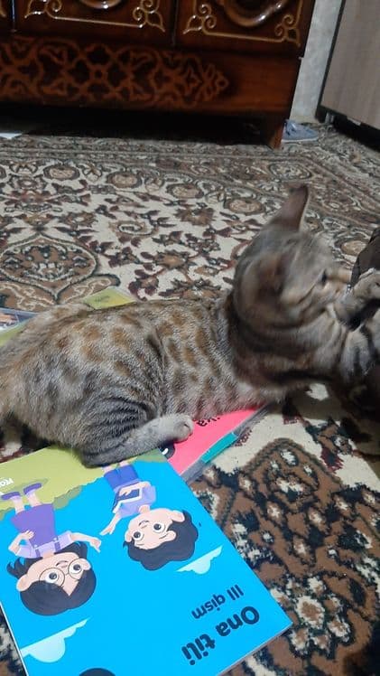 Bengal mushuk sotiladi — 1