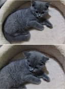Котенок в друзья