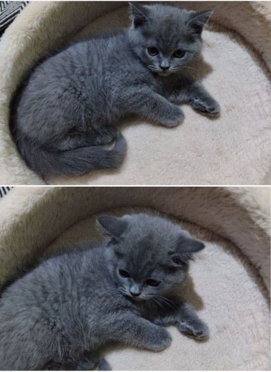 Котенок в друзья — 1