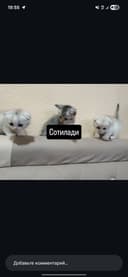 Scotishfold мушулари сотилади 2 ойли