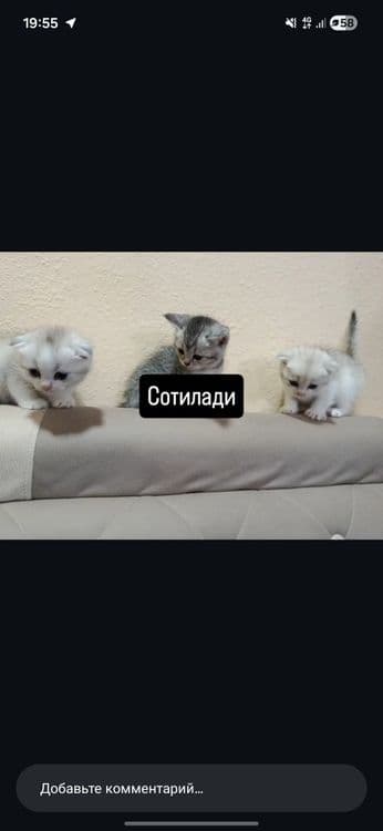 Scotishfold мушулари сотилади 2 ойли — 1
