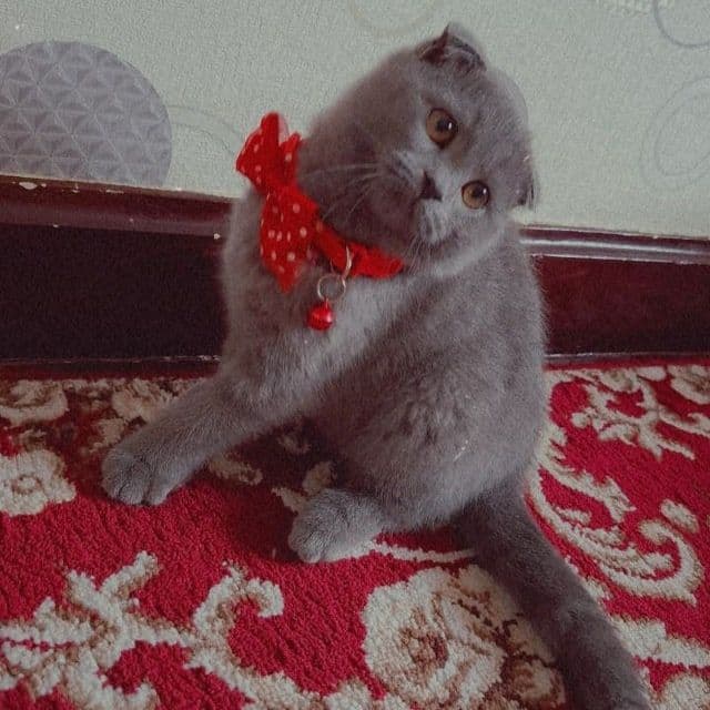 Zotdor mushuk scottish fold 7oylik qiz bola — 1