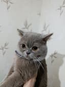 Продается кот британский