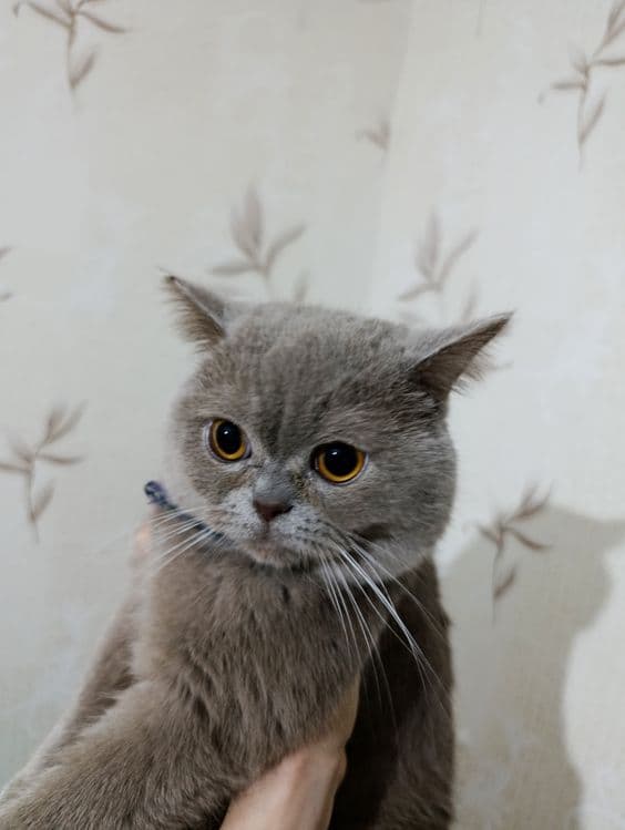 Продается кот британский — 1