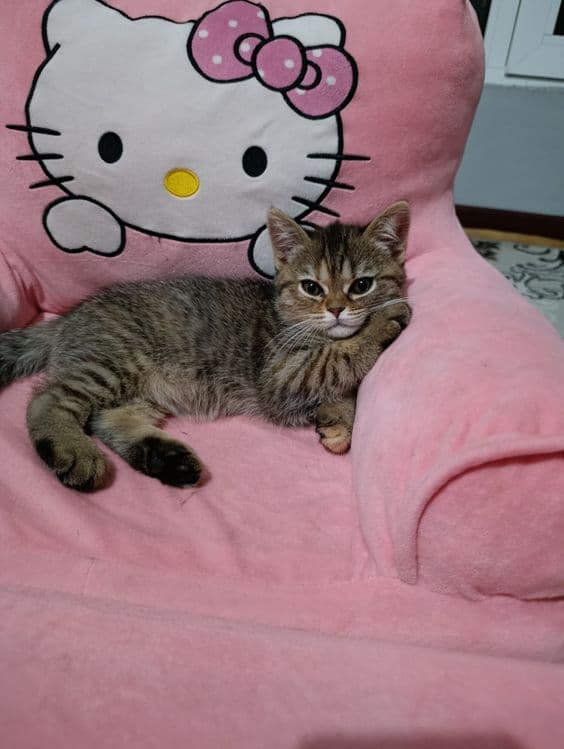 Скотиш страйит мушикча сотилади — 1