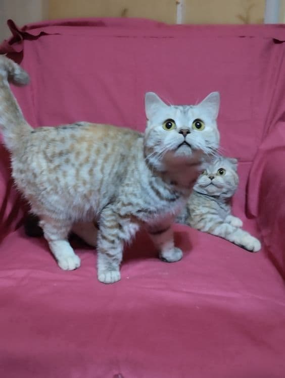 Продам двух кошечек, скотиш фолд и cтрайт . — 1