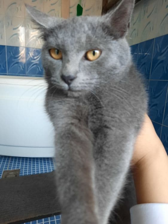 Продаётся котёнок — 1