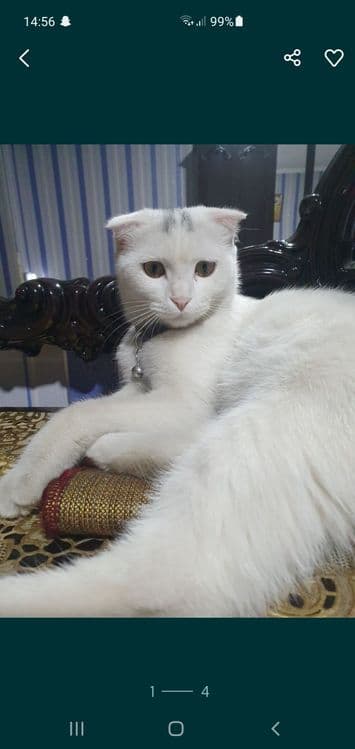 Кошка скотиш фолд выслоухая — 1