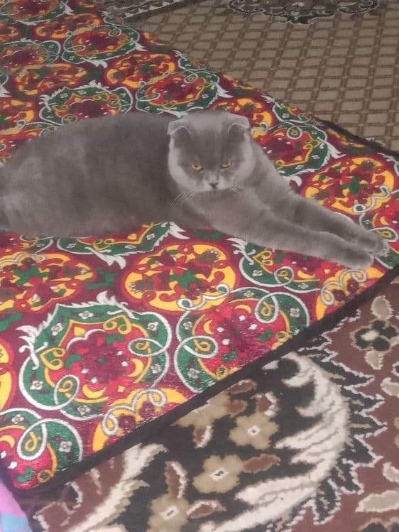 Шотландский скотиш фолд — 1