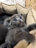 котята (скоттиш-фолд)