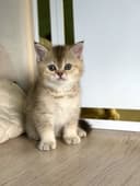 Продается срочно котята золотой шиншилла.