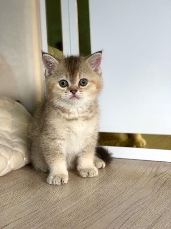 Продается срочно котята золотой шиншилла. — 1