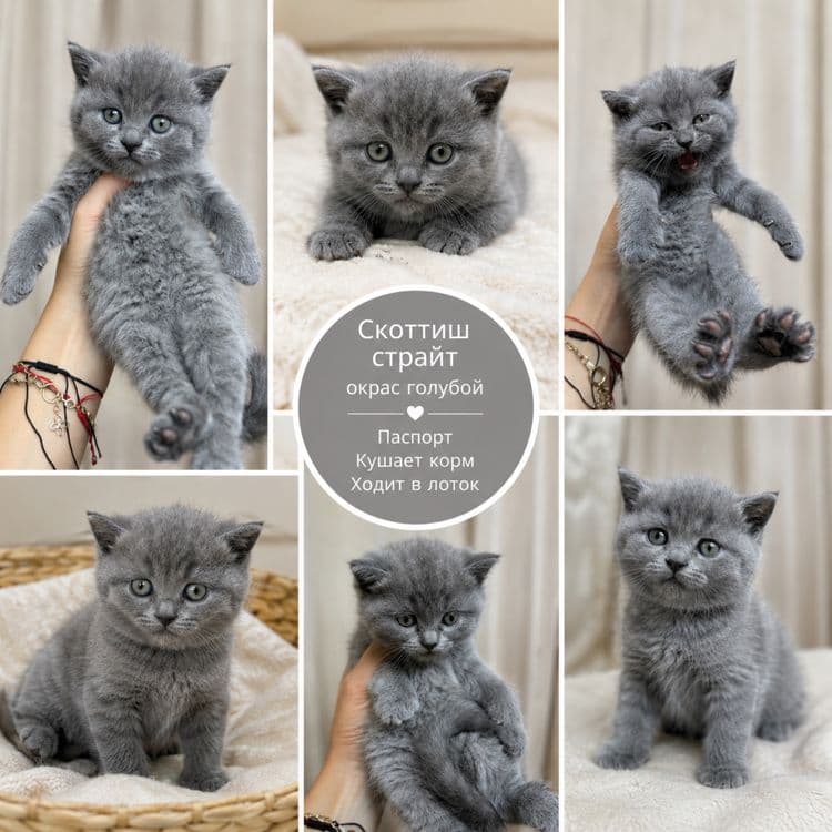 Котята скотиш страйт скотиш фолд. Mushukchalari sotiladi, skotish fold — 1