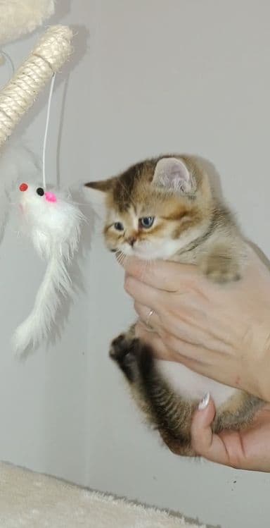Шикарный крупный чистокровный котёнок от привозных родителей — 1
