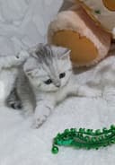 Britanskiy Shinshilla