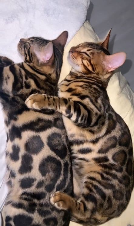 VIYASKAGA bengal
‼️Karalevski Bengal‼️ — 1