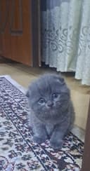 Голубая и Тикированная Шиншилла мальчик и девочка
