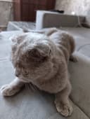 Мушук сотилади фолд