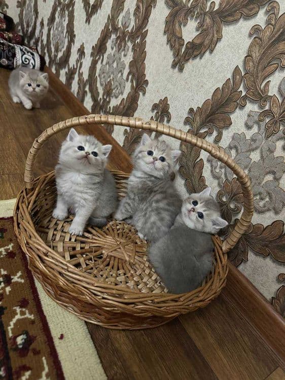 Продаётся породистые котята — 1